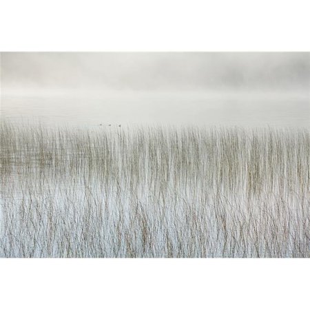 THINKANDPLAY Mist On A Lake with Reeds - Ontario Canada Poster Print; 38 x 24 - Large TH473714